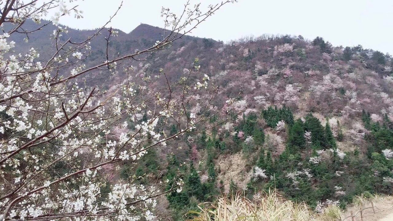 山樱野红茶叶