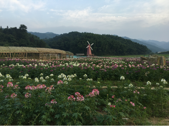 梅岭紫清生态茶园